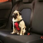 Dog Car Harness